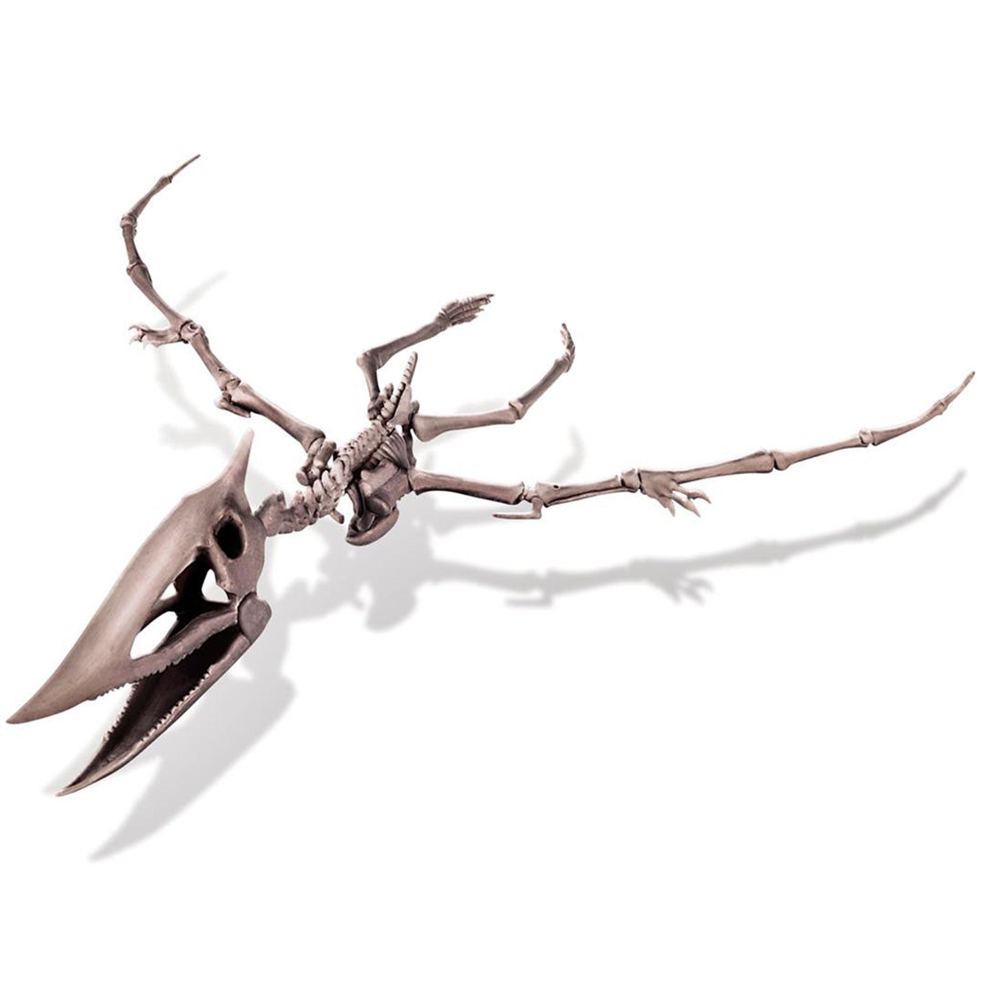4m dinosaurus opgraven - pteranodon