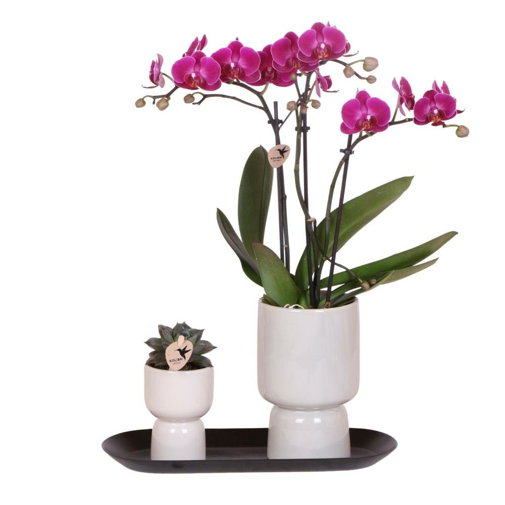 Kolibri company - orchidée pourpre et succulentes sur plateau noir - frais du producteur