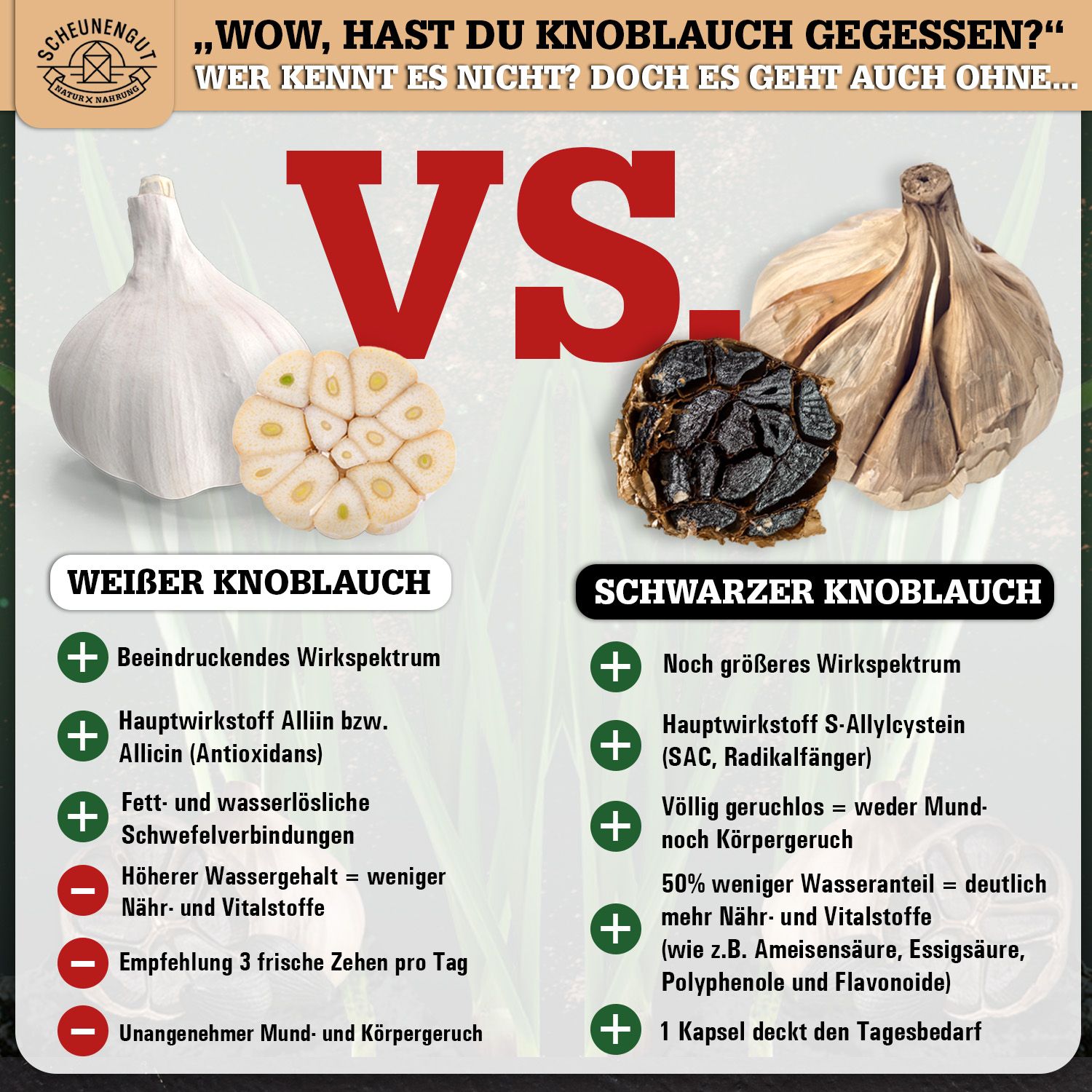 Scheunengut® Schwarzer Knoblauch | 25:1 Extrakt mit natürlichem S-Allylcystein, Allicin & Alliin