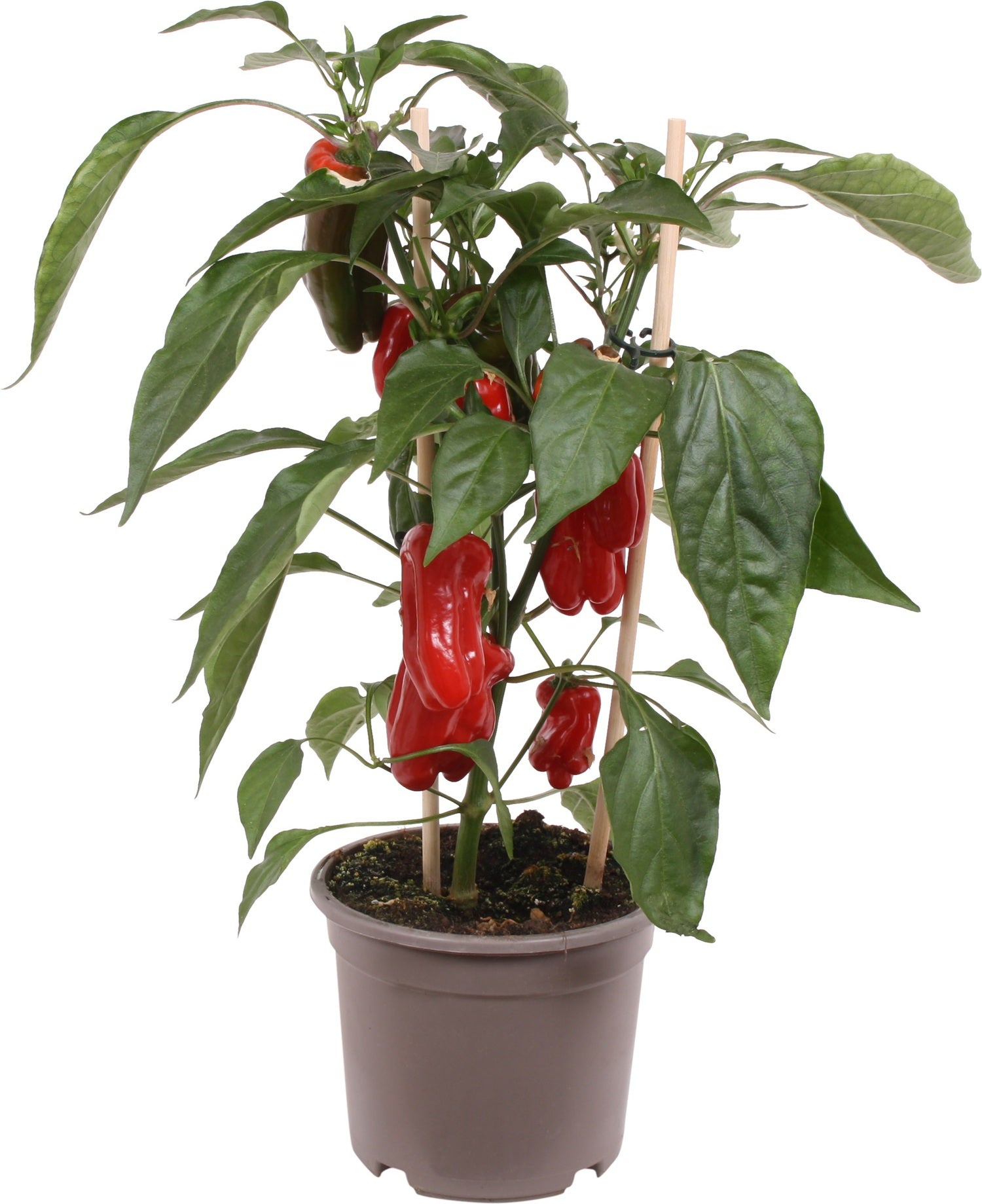 Pick-&-Joy Plukpaprika mini rood (Capsicuum Anuum) D 14 H 40 cm