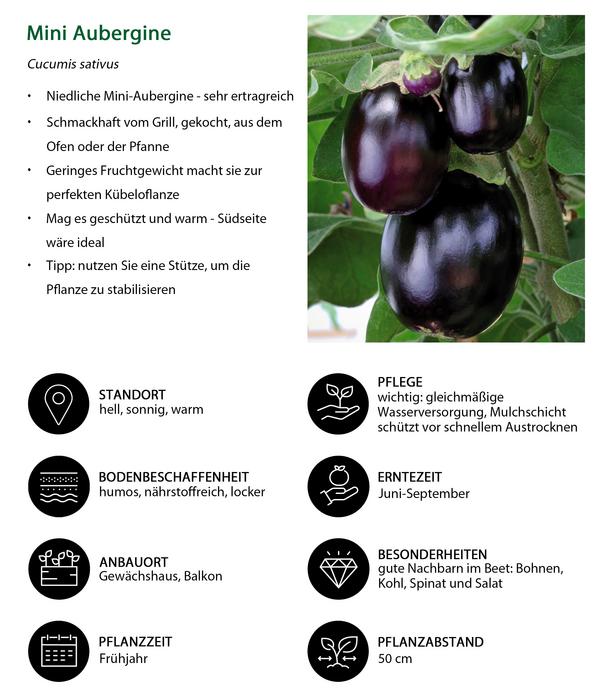 Mini Aubergine
