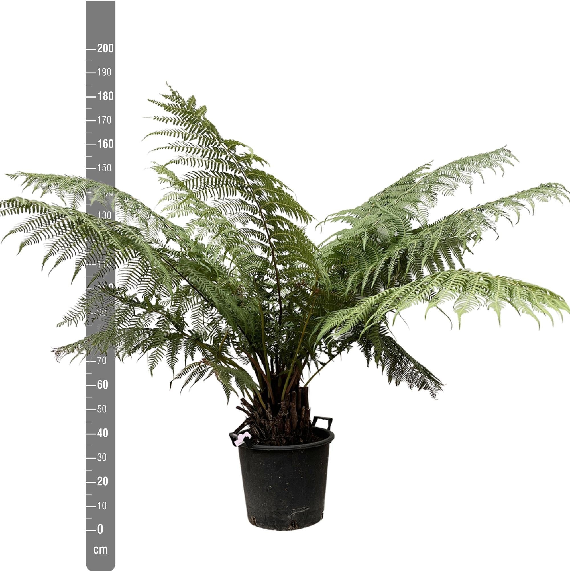 Dicksonia antarctica - fougère arborescente