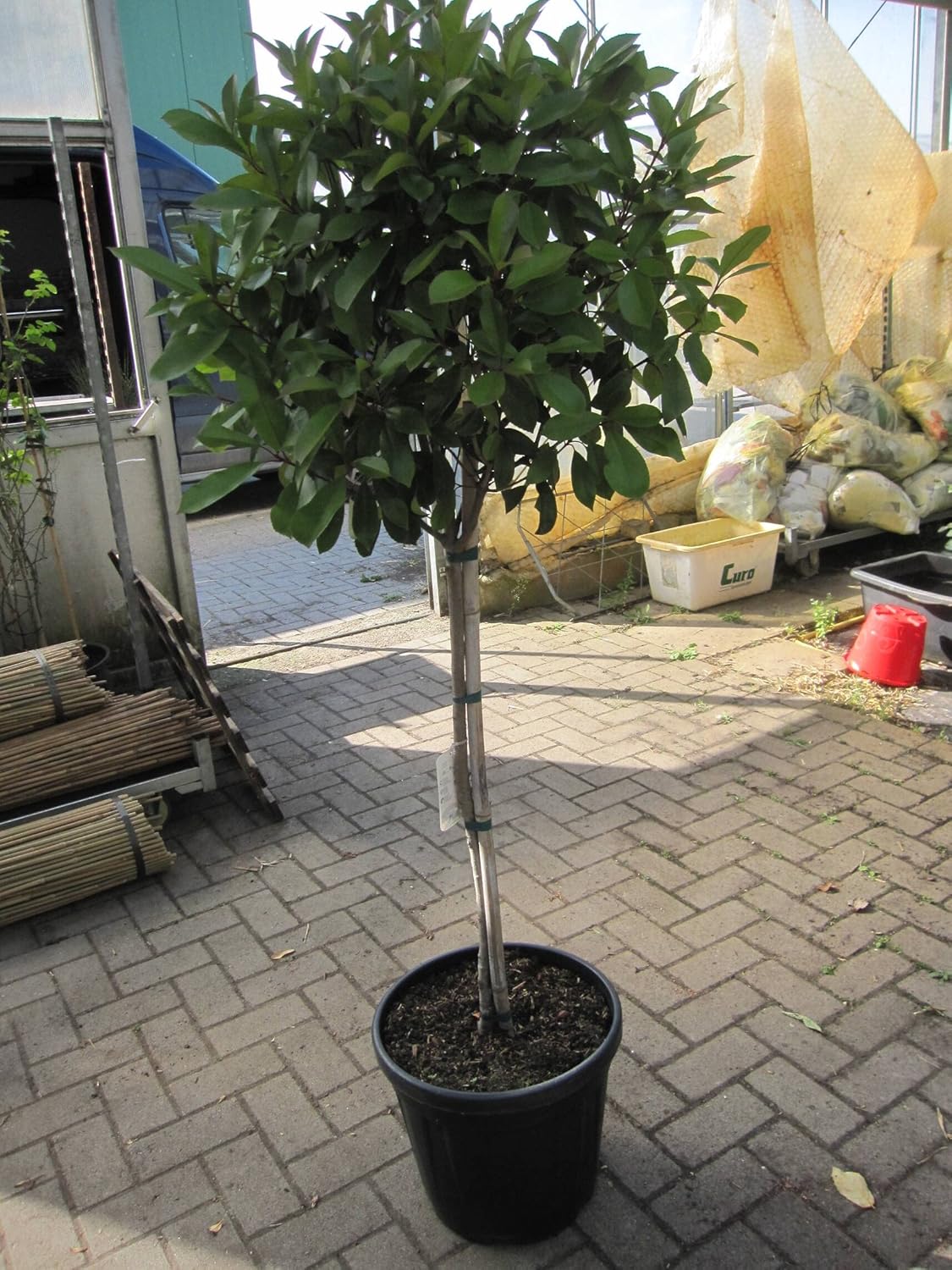 Photinia fraseri Little Red Robin - Glanzmispel Little Red Robin - Hochstamm 80