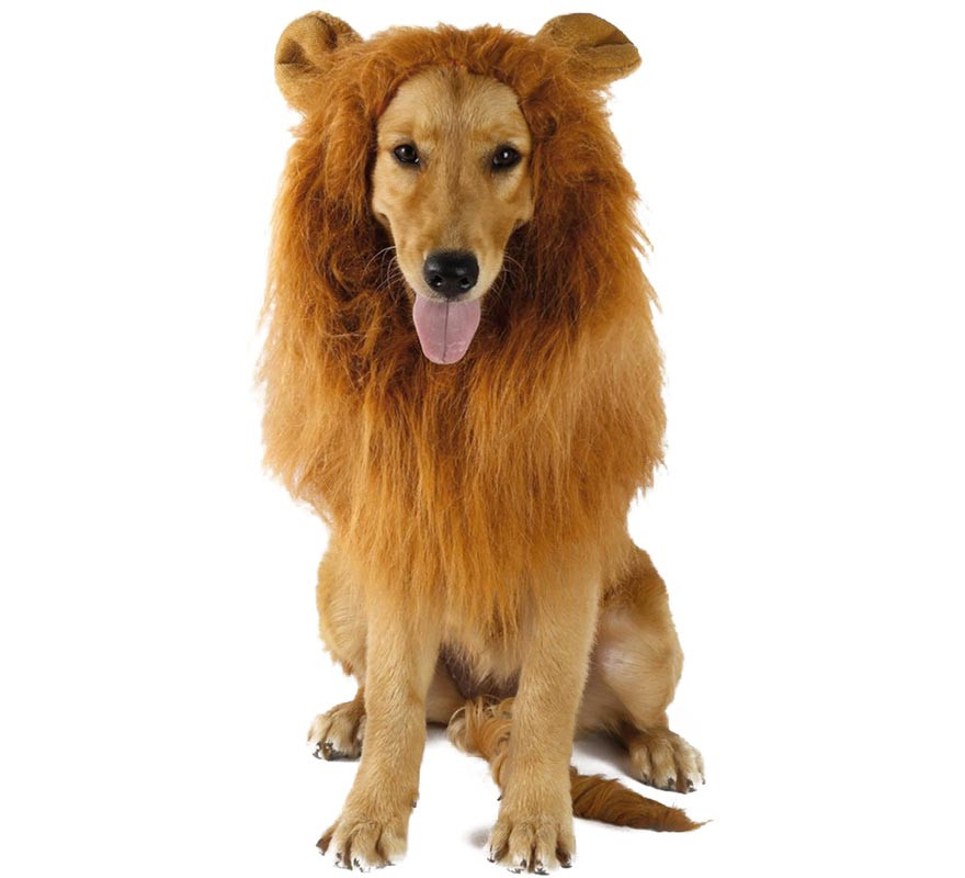 Fantasia ou capuz de leão para cachorro