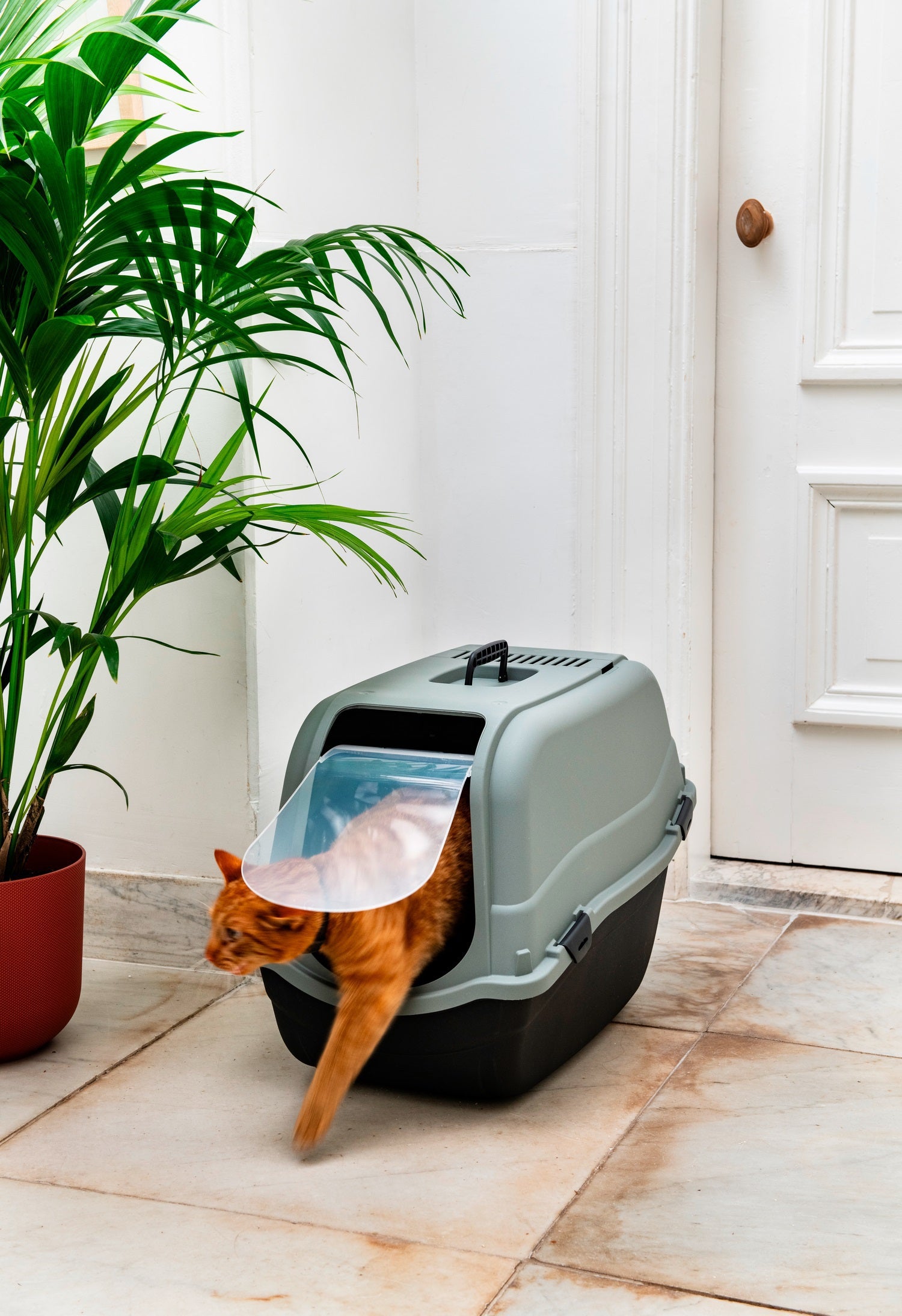 Beeztees kattenbak Romeo groen / zwart 65 x 44 x 46 cm