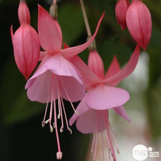 Fuchsia Beacon Rosa : godet vert