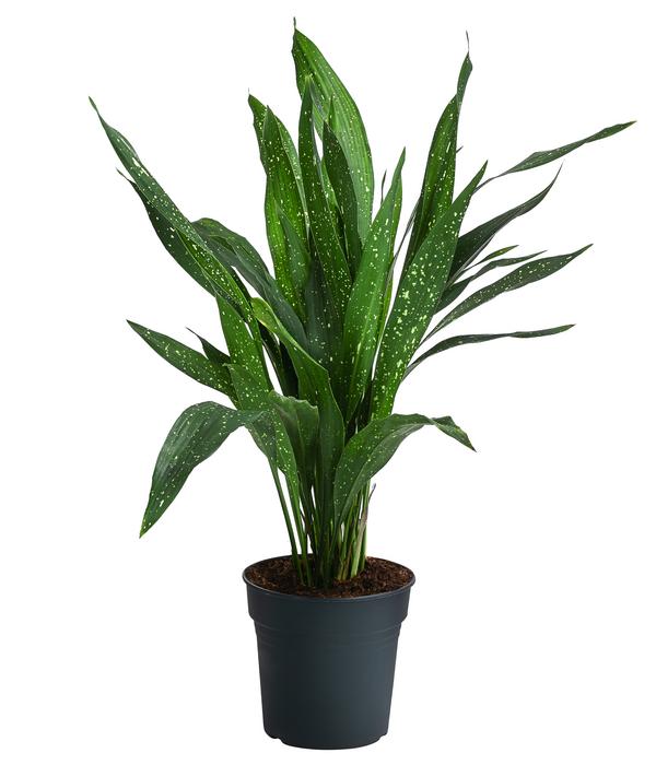 Schusterpalme - Aspidistra elatior 'Milky Way'