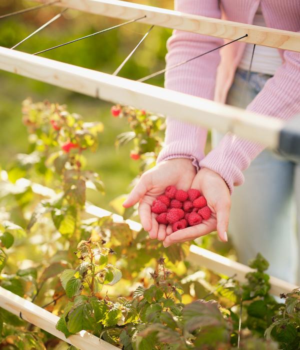 Gusta Garden Beeren-Rankhilfe Berry Buddy, ca.