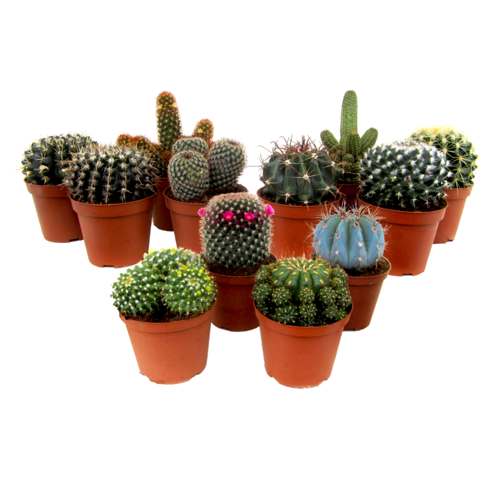 Mélange de mini cactus - mélange de 12 pièces - pot 5.5cm - hauteur 5-10cm