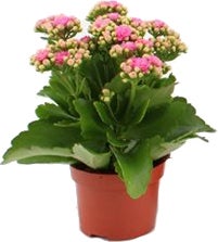 Kalanchoë (Kalanchoë blossfeldiana) roze D 10,5 H 23 cm