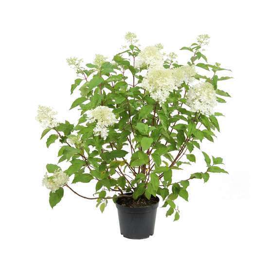Hydrangea paniculata 'Phantom' : Conteneur de 10 litres