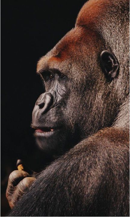 Wanddecoratie Wildlife 002