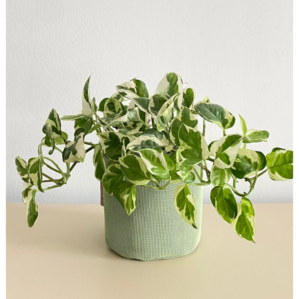Epipremnum n'joy 30cm   pot vert