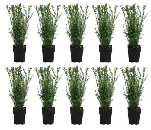 2-3 Meter Becher-Eibe 'Groenland', 10 x ca. 50