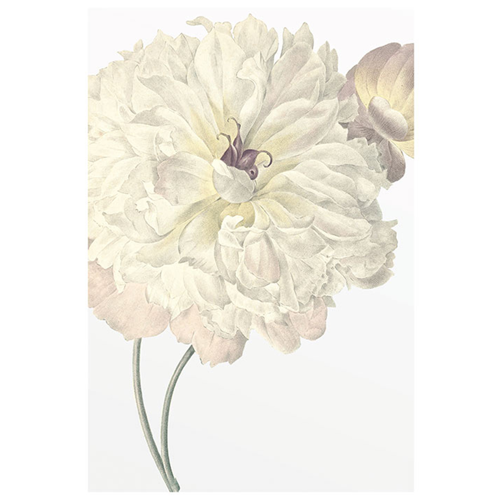 Wandbild ILLUSTRATION DAHLIA - weiß-lila-grün - 50x70 cm