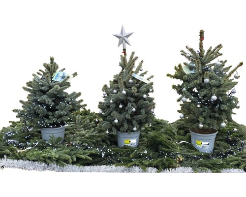 Blauwe spar, Blue Colorado Blauwe spar 'Baby Blue' FloraSelf H 100-120 cm Co 7,5 L Mini Kerstboom geschikt om te planten