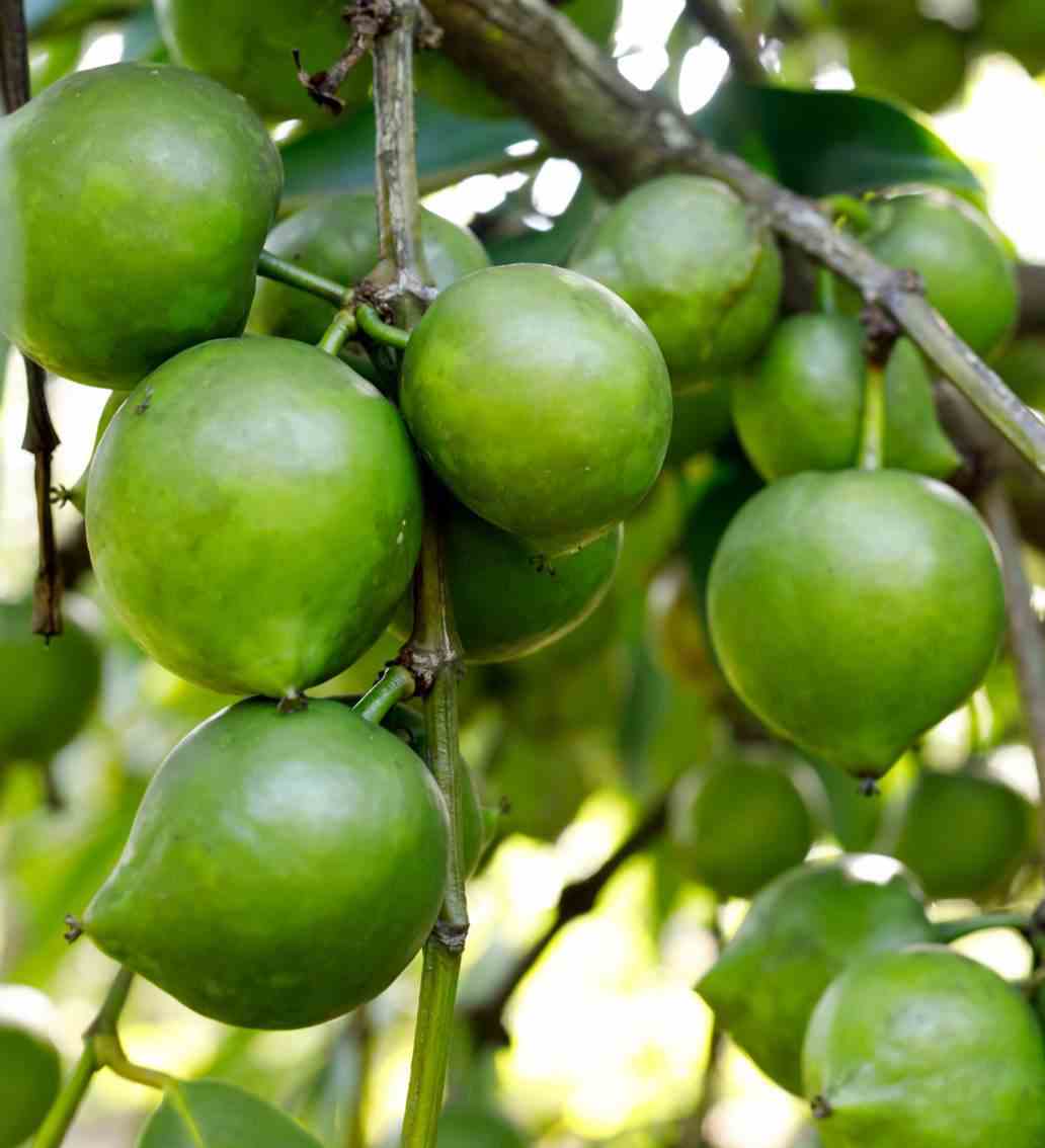 Diospyros digyna (black sapote) blanc - taille pot de 7 litres ? 80/100 cm