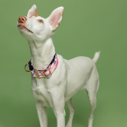 Coleira martingale qawra de nylon reciclado rosa Baona para cães