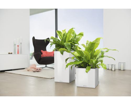 Lechuza Canto Premium plantenbak 40 x 40 x 75,8 cm wit