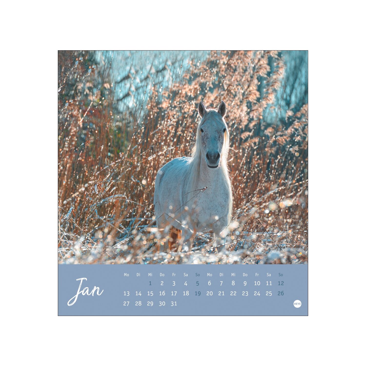 Postkartenkalender Pferde 2025 - Starke Freunde  - 2025