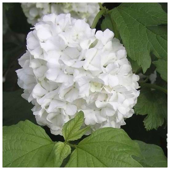 Viburnum opulus ' Roseum ' : H 100/125 cm : ctr 15 litres