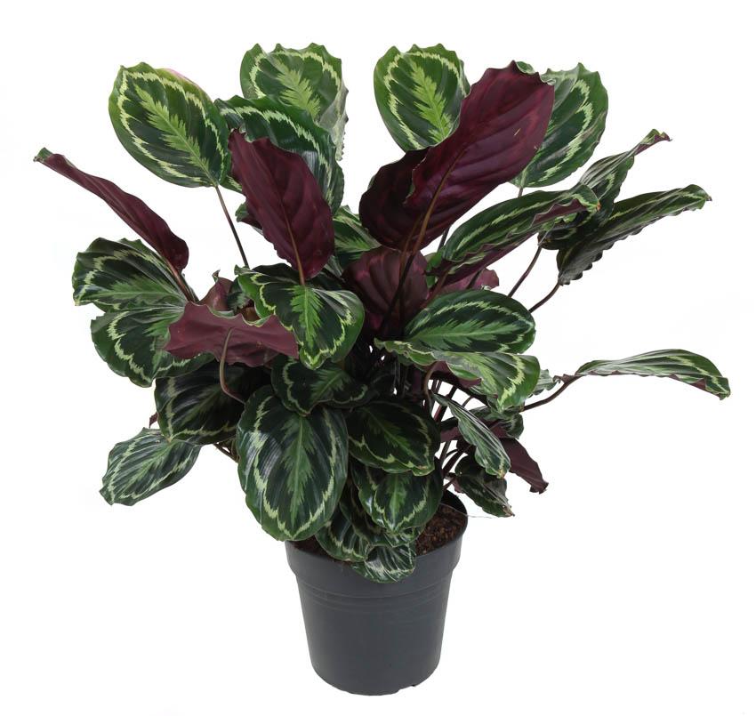 Plante d'intérieur - calathea medaillon 80.0cm