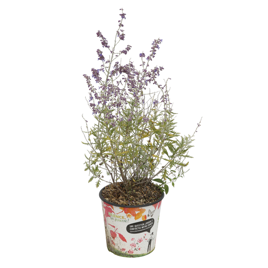 Perovskia atriplicifolia 'Blue Spire' : C4.5L