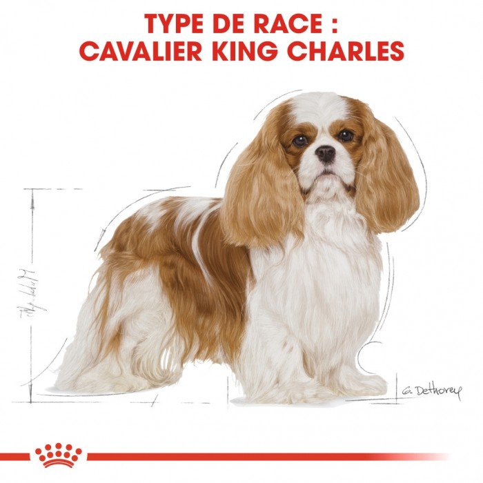 Royal Canin Cavalier King Charles Adult - Croquettes pour chien