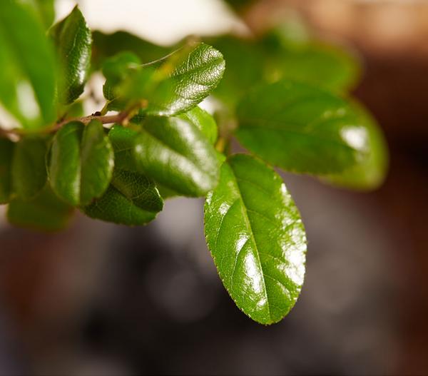 Bonsai mit Buddha, verschiedene Sorten