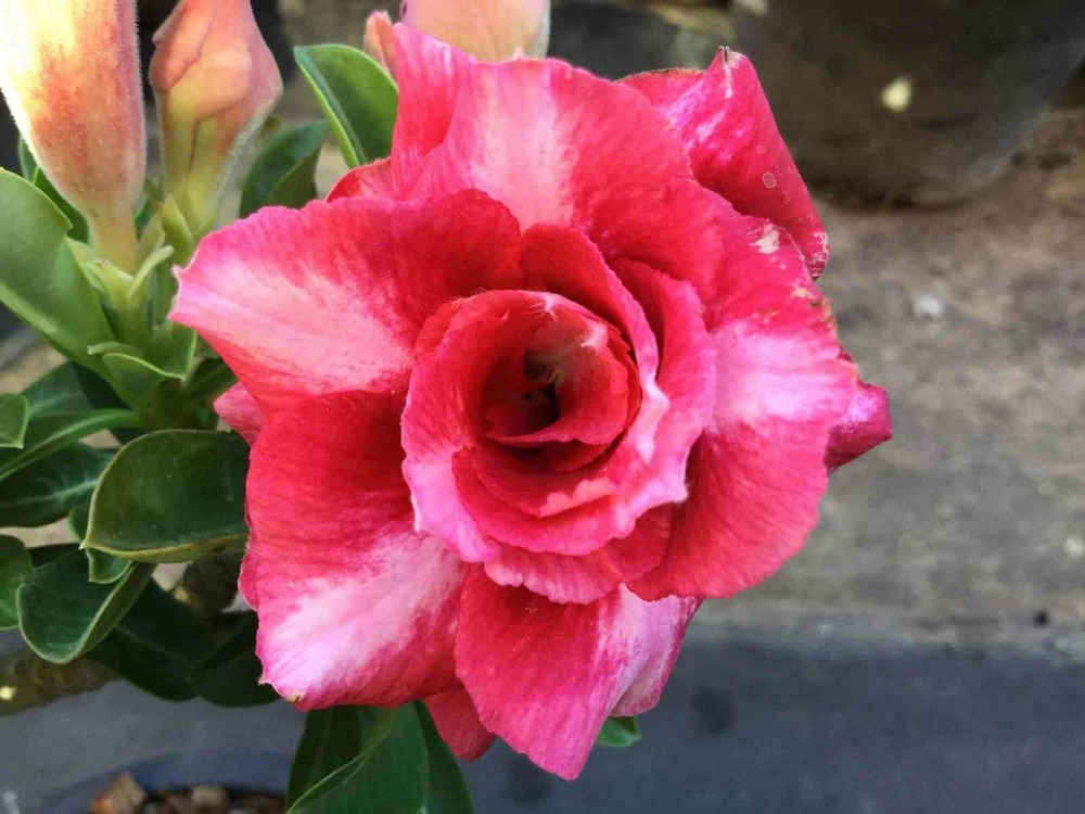 Adenium obesum cv dang bailay rouge - taille caudex d'environ 150g