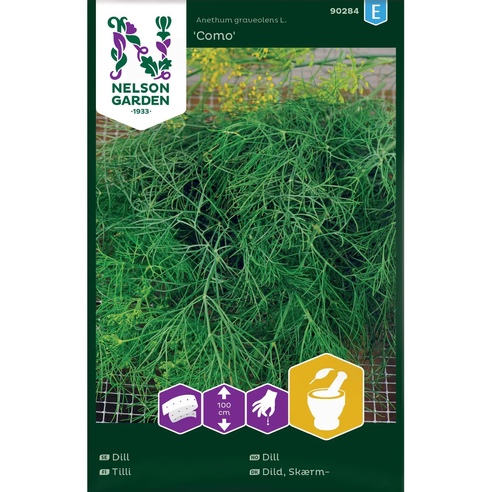 Anethum graveolens 'Como' Dill 'Como'