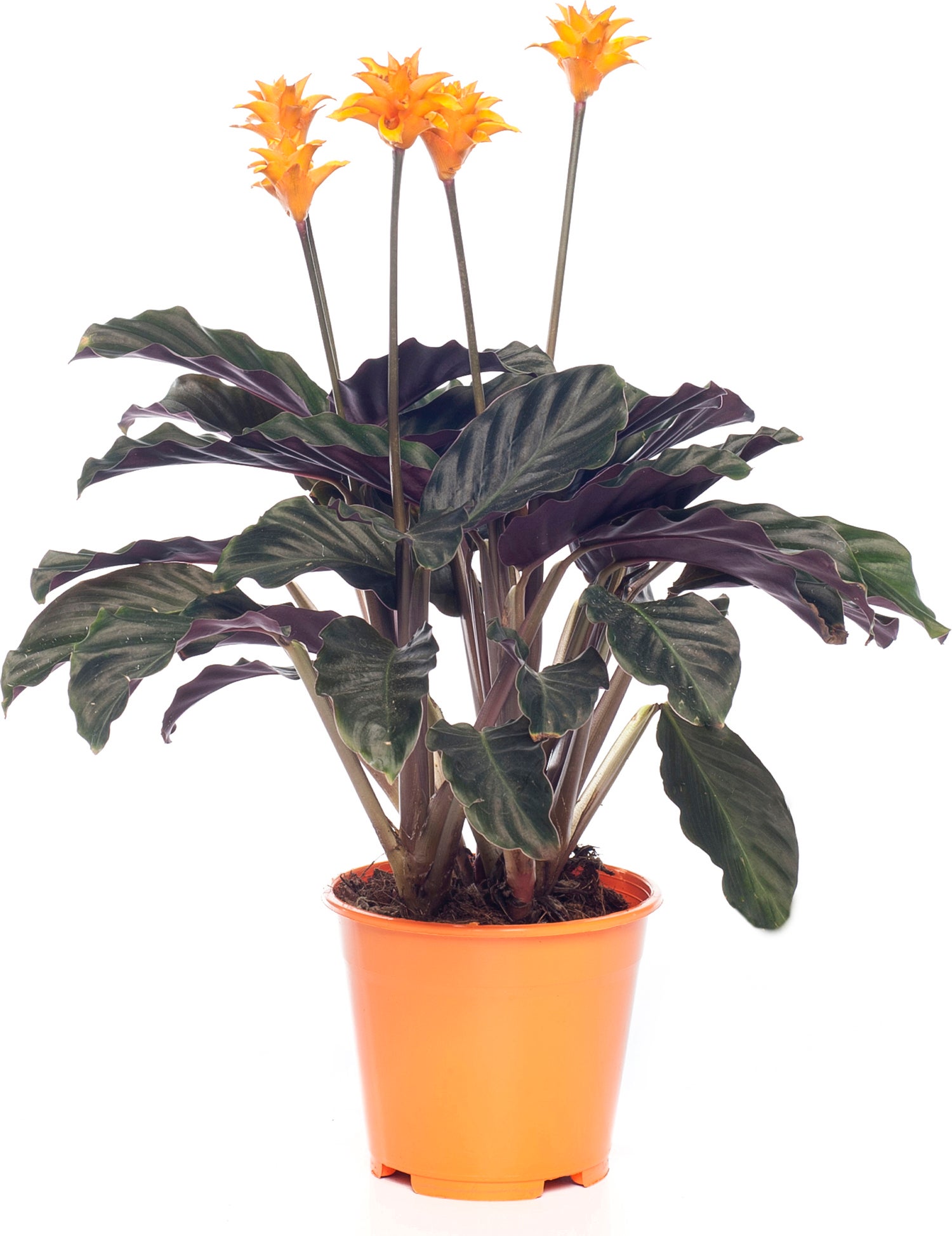 Eeuwige vlam (Calathea crocata 'Tassmania') D 14 H 40 cm