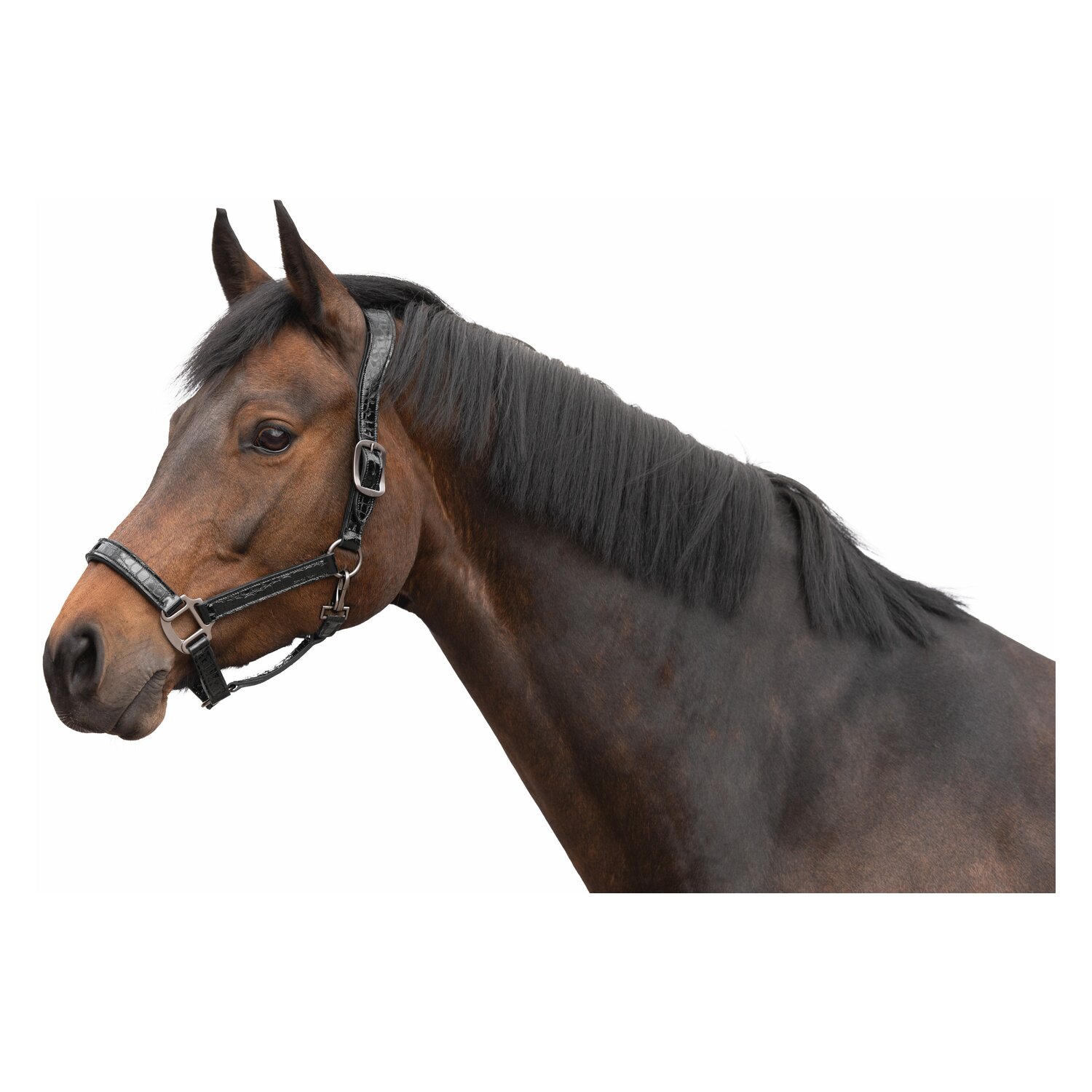 Cheval de Luxe Lederhalfter Limoges  - black/glossy