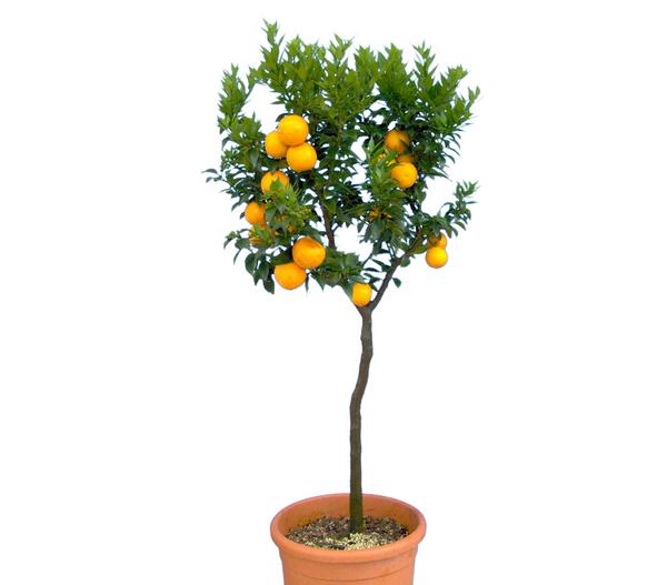 Bitterorange 'Chinotto'