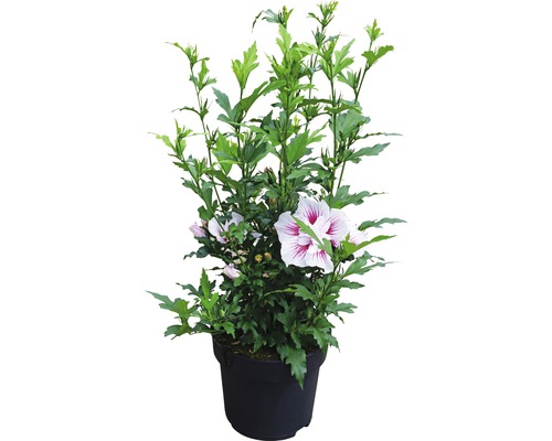 Tuinhibiscus FloraSelf Hibiscus syriacus 'Starburst Chiffon' H 50-60 cm Co 4,5 L halfdubbele bloemen