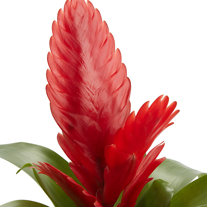 Bromélia, assortiment, pot 9cm