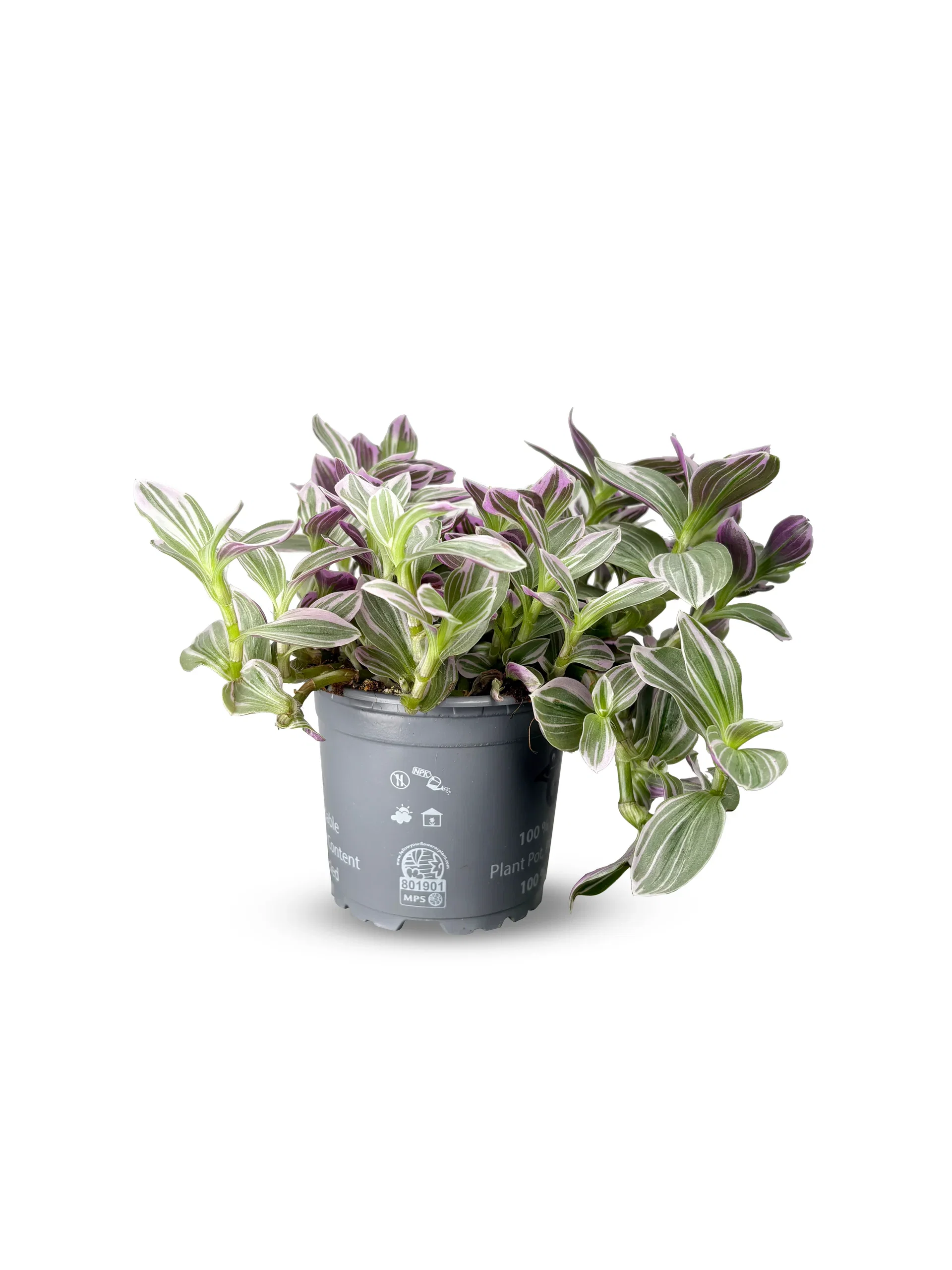 Tradescantia ´Rosa Sunset´ Tradescantia 'Rosa Sunset' Høyde 20 cm