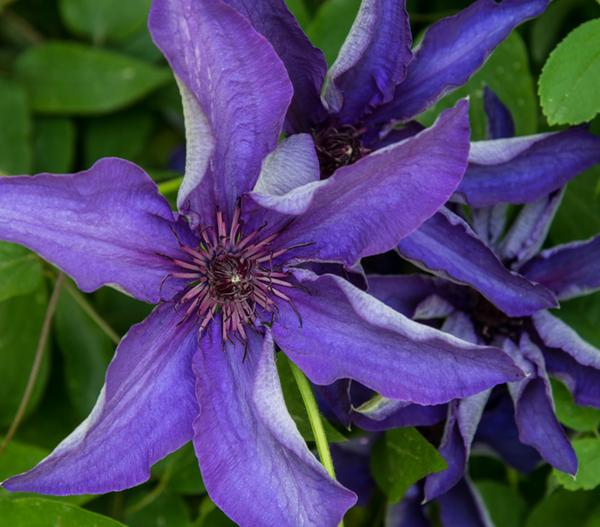 Waldrebe - Clematis, Rankhilfe
