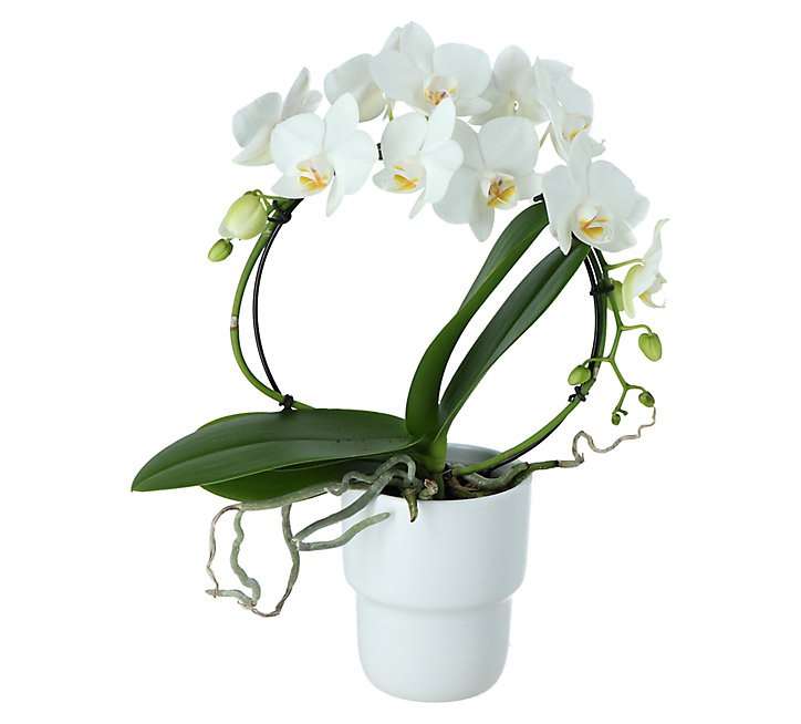 Phalenopsis pot cascade 9 cm