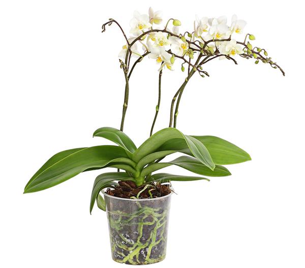 Schmetterlingsorchidee - Phalaenopsis