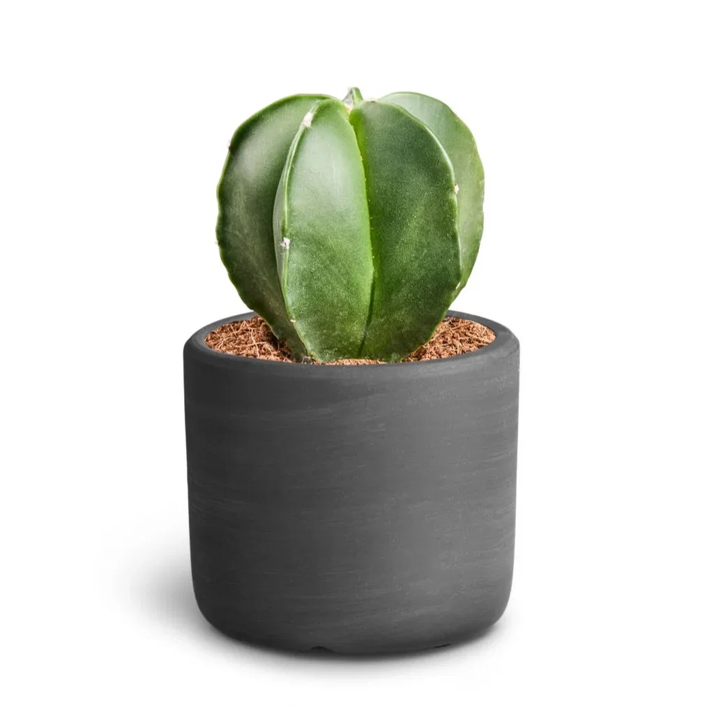 Cactus Sp. Kaktus i potte Høyde 15 cm