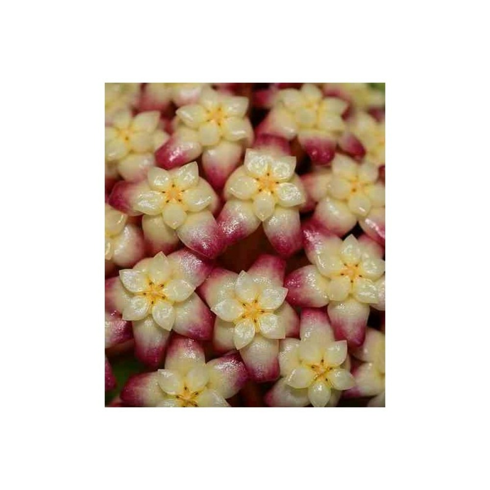 Hoya finlaysonii (fleur de porcelaine, fleur de cire) taille pot de 2 litres - 20/40 cm - jaune rose