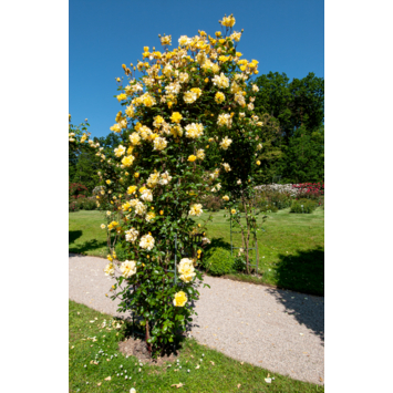Rozen verschillende soorten hoogte 60 cm