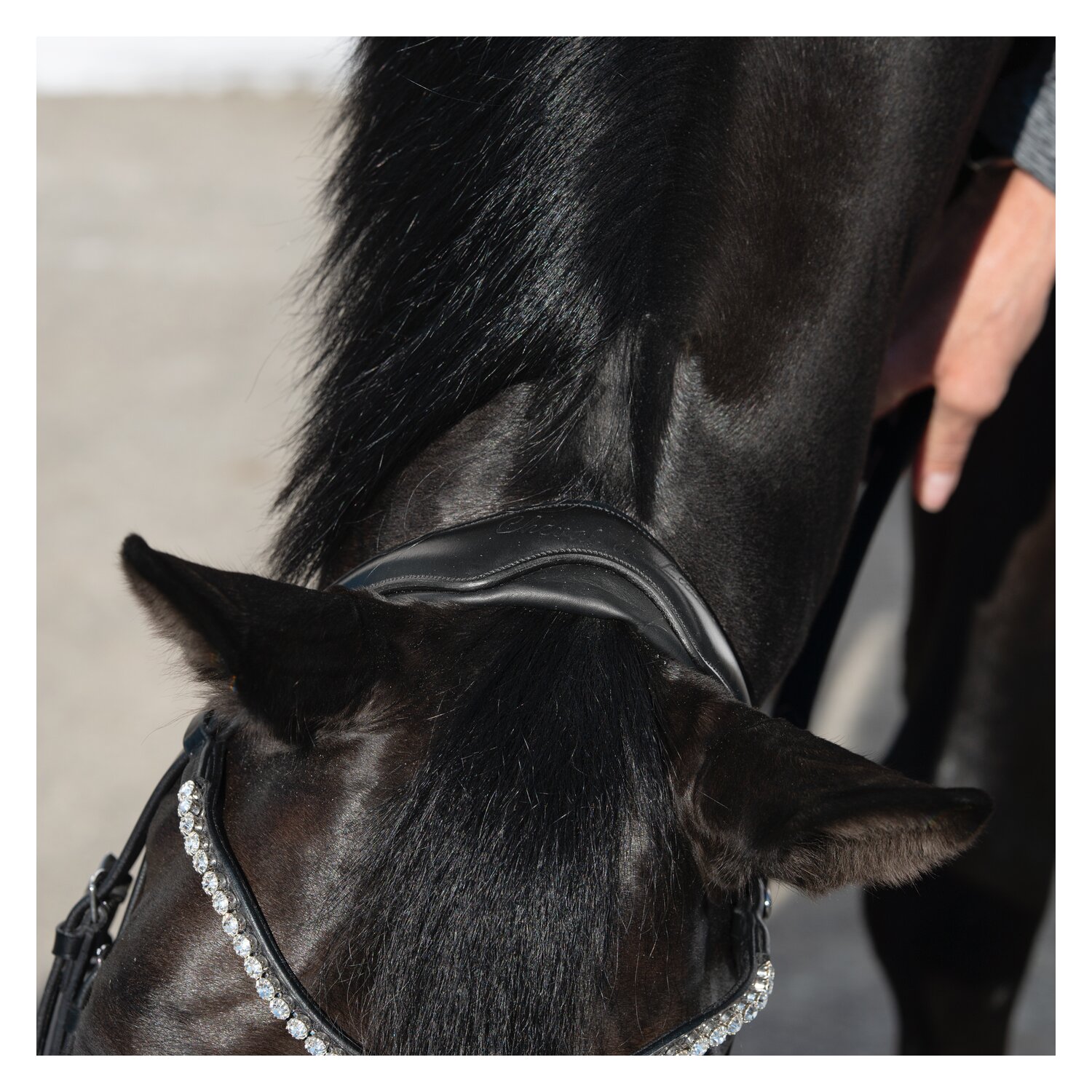Cheval de Luxe Trensenzaum San Francisco  - schwarz