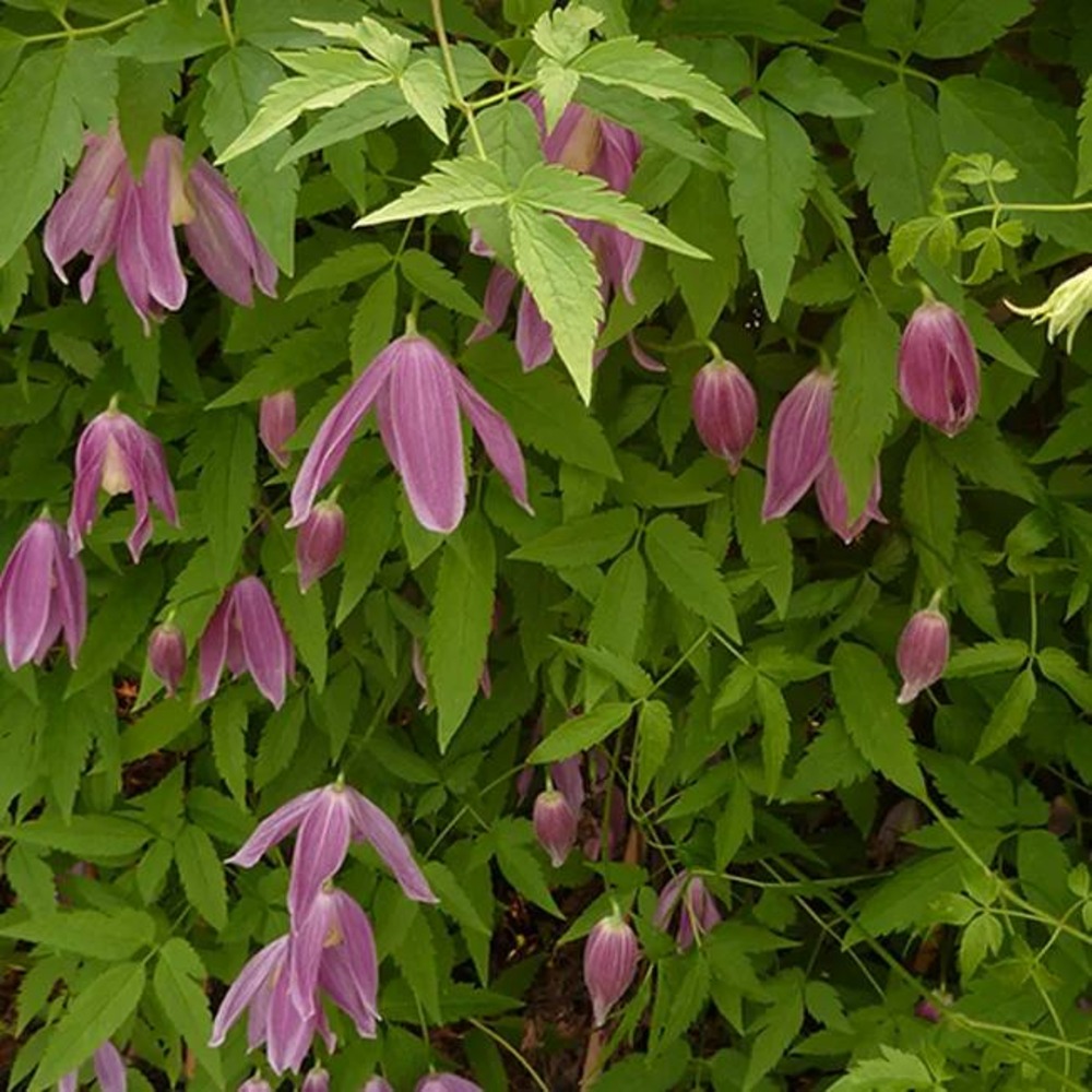 Clématite des alpes 'ruby' clematis alpina 3l