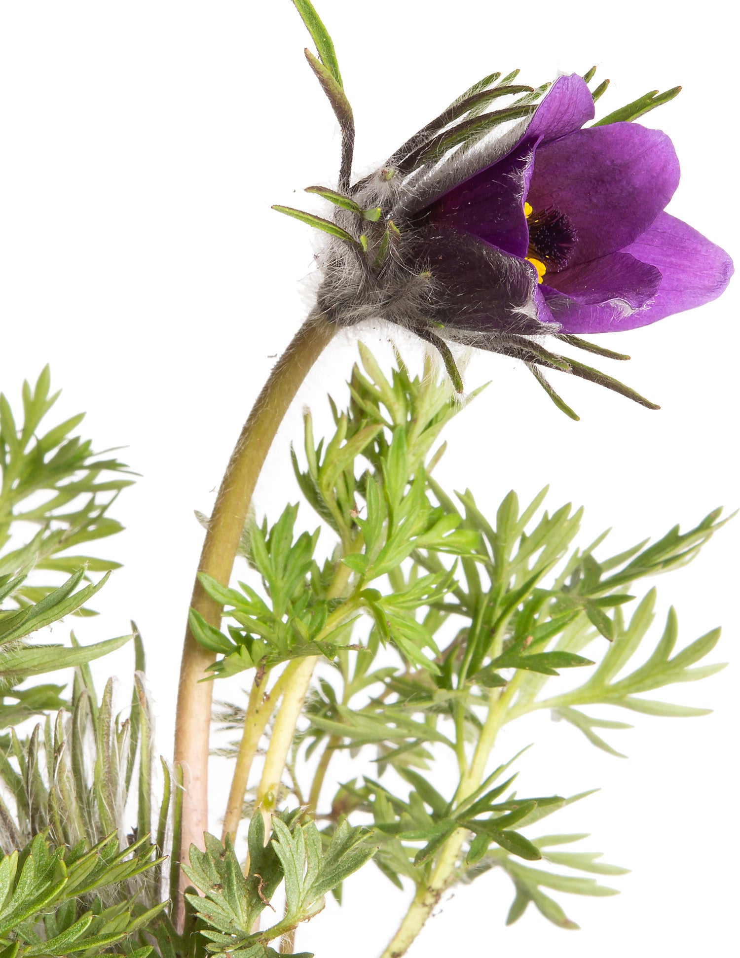 Wildemanskruid (Pulsatilla vulgaris) D 9 H 10 cm