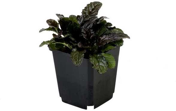 Zenegroen (Ajuga reptans 'Burgundy Glow') D 9 H 2 cm
