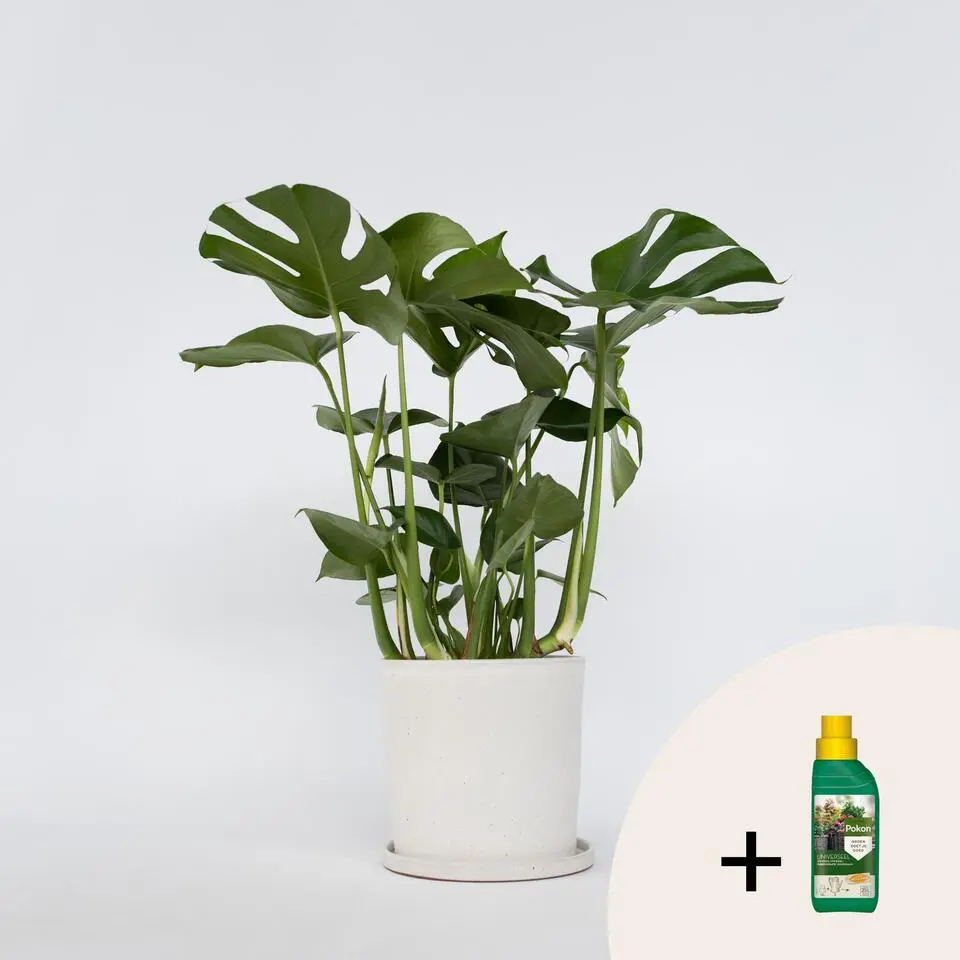 Gatenplant met plantenvoeding - Monstera deliciosa - Hoogte 70-80cm - ⌀21cm