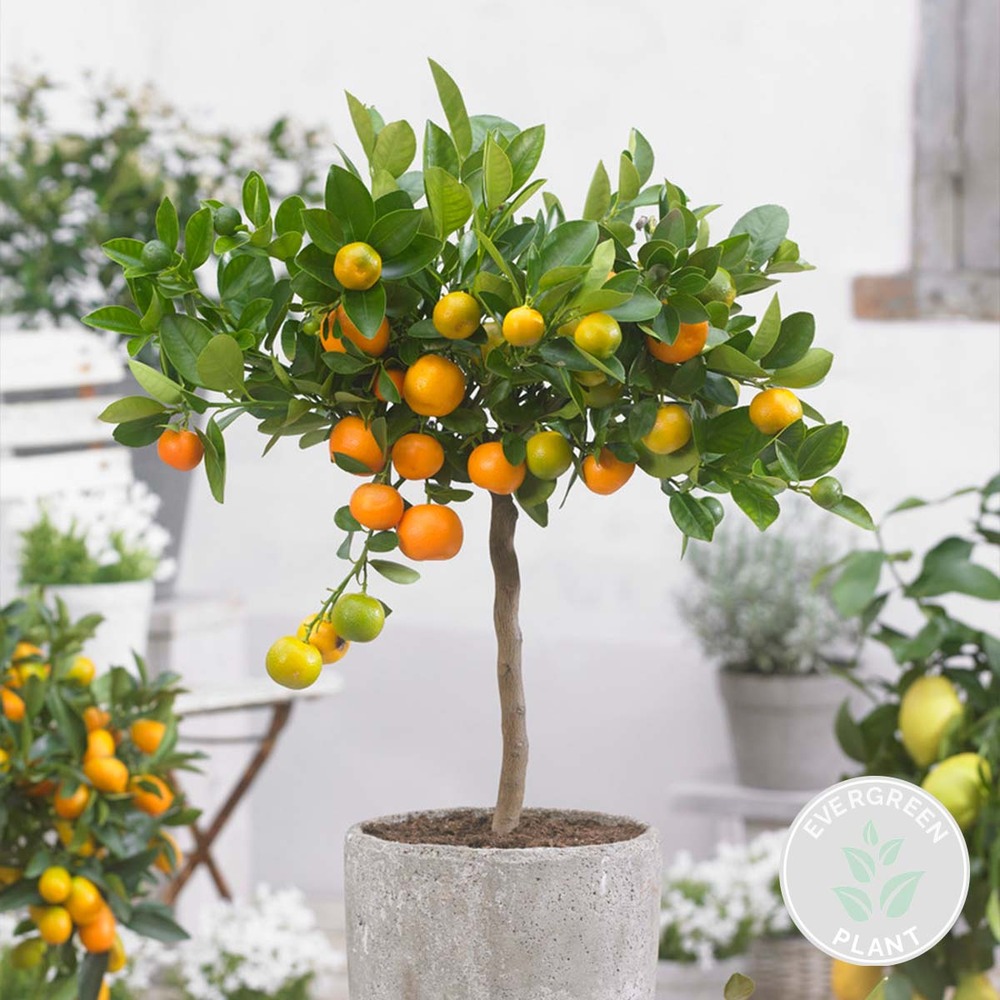Citrus mitis 'calamondin' - mandarinier - arbre fruitier - persistant – ⌀19 cm - ↕55-65 cm