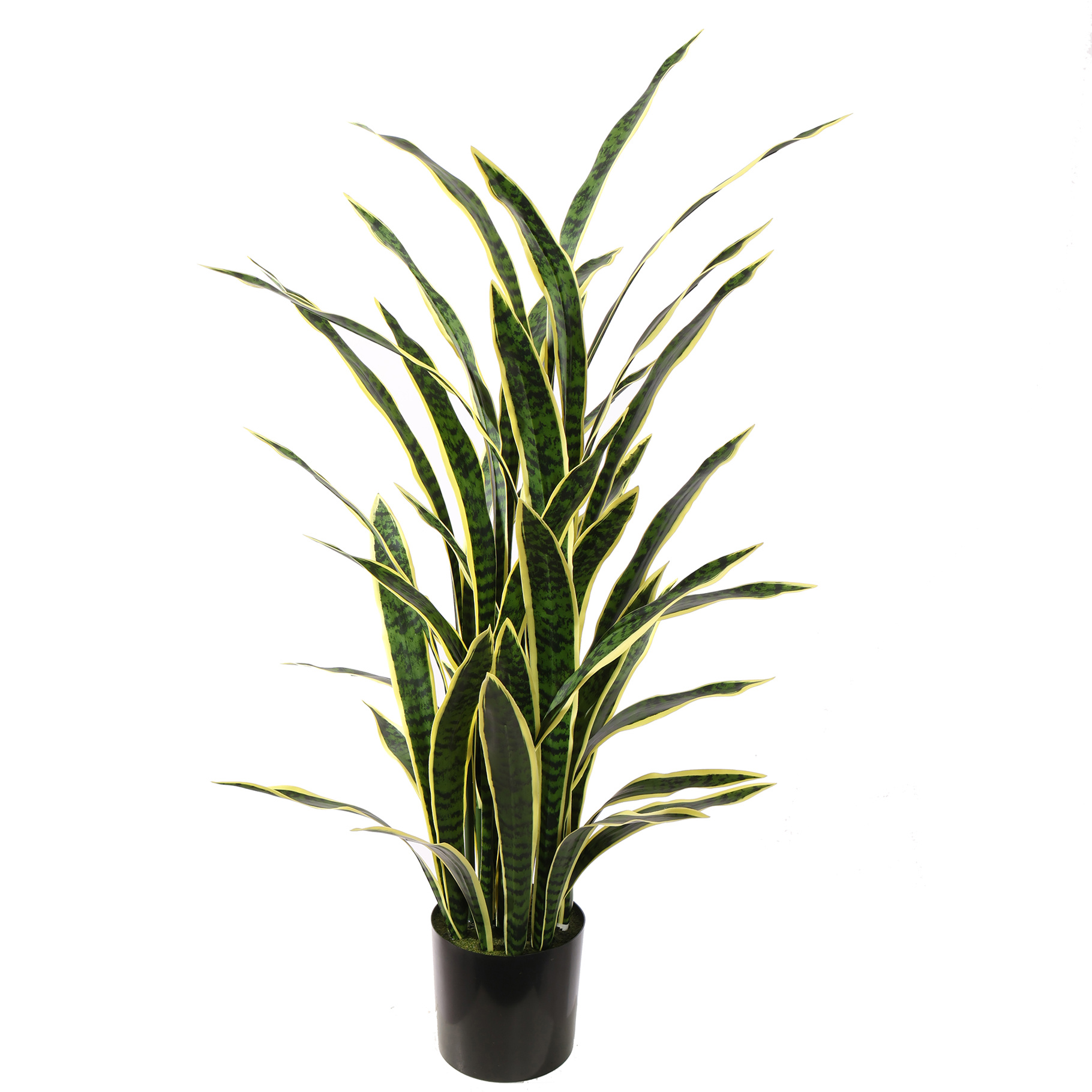 Sanseveria in pot